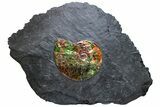 Brilliant Ammonite Fossil Preserved In Precious Ammolite! #222717-1